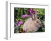 Mini Rex Rabbit, USA-Lynn M. Stone-Framed Premium Photographic Print