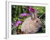 Mini Rex Rabbit, USA-Lynn M. Stone-Framed Photographic Print