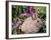 Mini Rex Rabbit, USA-Lynn M. Stone-Framed Photographic Print