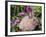 Mini Rex Rabbit, USA-Lynn M. Stone-Framed Photographic Print