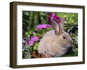 Mini Rex Rabbit, USA-Lynn M. Stone-Framed Photographic Print