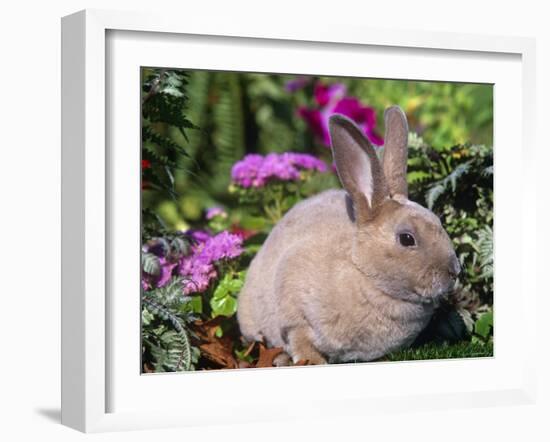 Mini Rex Rabbit, USA-Lynn M. Stone-Framed Photographic Print