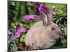 Mini Rex Rabbit, USA-Lynn M. Stone-Mounted Photographic Print