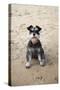 Mini Schnauzer Dog on Beach-null-Stretched Canvas