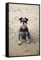 Mini Schnauzer Dog on Beach-null-Framed Stretched Canvas