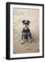 Mini Schnauzer Dog on Beach-null-Framed Premium Photographic Print