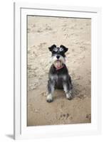 Mini Schnauzer Dog on Beach-null-Framed Photographic Print