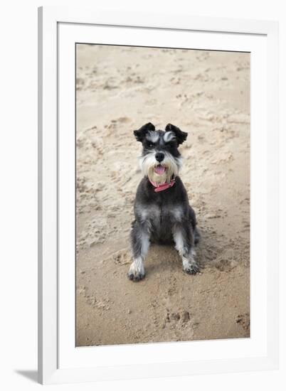 Mini Schnauzer Dog on Beach-null-Framed Photographic Print