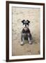 Mini Schnauzer Dog on Beach-null-Framed Photographic Print