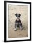 Mini Schnauzer Dog on Beach-null-Framed Photographic Print