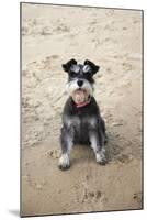 Mini Schnauzer Dog on Beach-null-Mounted Photographic Print