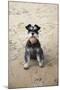 Mini Schnauzer Dog on Beach-null-Mounted Photographic Print
