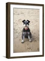 Mini Schnauzer Dog on Beach-null-Framed Photographic Print