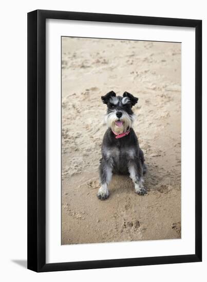 Mini Schnauzer Dog on Beach-null-Framed Photographic Print