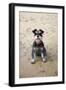 Mini Schnauzer Dog on Beach-null-Framed Photographic Print