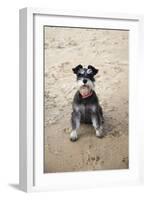 Mini Schnauzer Dog on Beach-null-Framed Photographic Print