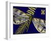 Mini Shimmering Dragonfly I-Vision Studio-Framed Art Print