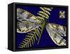 Mini Shimmering Dragonfly I-Vision Studio-Framed Stretched Canvas