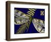 Mini Shimmering Dragonfly I-Vision Studio-Framed Art Print