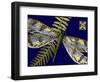 Mini Shimmering Dragonfly I-Vision Studio-Framed Art Print