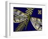 Mini Shimmering Dragonfly I-Vision Studio-Framed Art Print