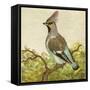 Mini Vintage Birds VIII-null-Framed Stretched Canvas