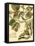 Mini Whimsical Butterflies I-Vision Studio-Framed Stretched Canvas