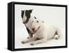 Miniature Bull Terrier Bitch and Dog-Mark Taylor-Framed Stretched Canvas