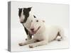 Miniature Bull Terrier Bitch and Dog-Mark Taylor-Stretched Canvas