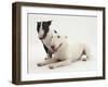 Miniature Bull Terrier Bitch and Dog-Mark Taylor-Framed Photographic Print