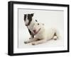 Miniature Bull Terrier Bitch and Dog-Mark Taylor-Framed Photographic Print