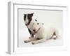 Miniature Bull Terrier Bitch and Dog-Mark Taylor-Framed Photographic Print