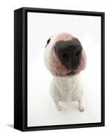 Miniature Bull Terrier Dog with Nose Close Up to Camera-Mark Taylor-Framed Stretched Canvas