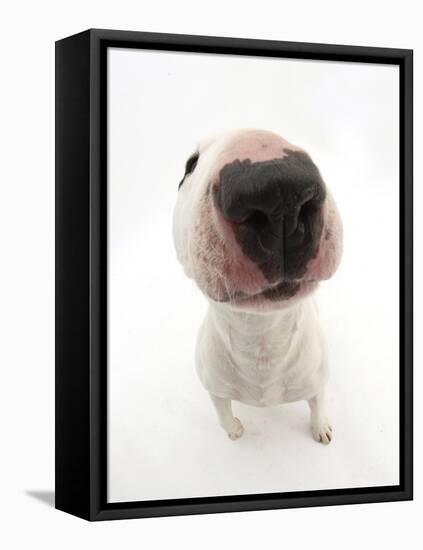 Miniature Bull Terrier Dog with Nose Close Up to Camera-Mark Taylor-Framed Stretched Canvas