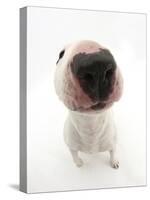 Miniature Bull Terrier Dog with Nose Close Up to Camera-Mark Taylor-Stretched Canvas