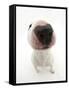 Miniature Bull Terrier Dog with Nose Close Up to Camera-Mark Taylor-Framed Stretched Canvas