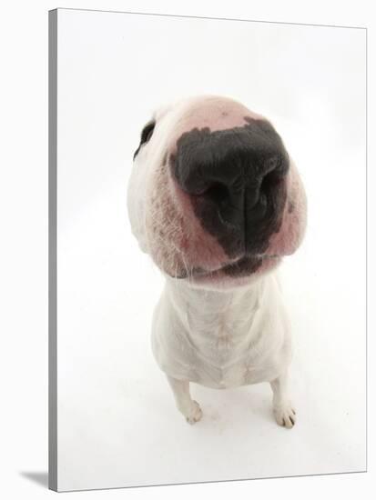 Miniature Bull Terrier Dog with Nose Close Up to Camera-Mark Taylor-Stretched Canvas