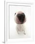 Miniature Bull Terrier Dog with Nose Close Up to Camera-Mark Taylor-Framed Photographic Print