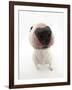 Miniature Bull Terrier Dog with Nose Close Up to Camera-Mark Taylor-Framed Photographic Print
