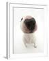 Miniature Bull Terrier Dog with Nose Close Up to Camera-Mark Taylor-Framed Photographic Print