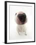 Miniature Bull Terrier Dog with Nose Close Up to Camera-Mark Taylor-Framed Photographic Print