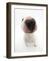 Miniature Bull Terrier Dog with Nose Close Up to Camera-Mark Taylor-Framed Photographic Print