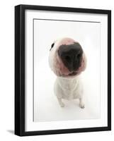 Miniature Bull Terrier Dog with Nose Close Up to Camera-Mark Taylor-Framed Photographic Print