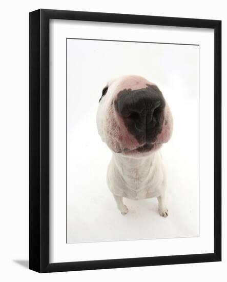 Miniature Bull Terrier Dog with Nose Close Up to Camera-Mark Taylor-Framed Photographic Print