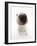 Miniature Bull Terrier Dog with Nose Close Up to Camera-Mark Taylor-Framed Photographic Print