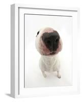 Miniature Bull Terrier Dog with Nose Close Up to Camera-Mark Taylor-Framed Photographic Print