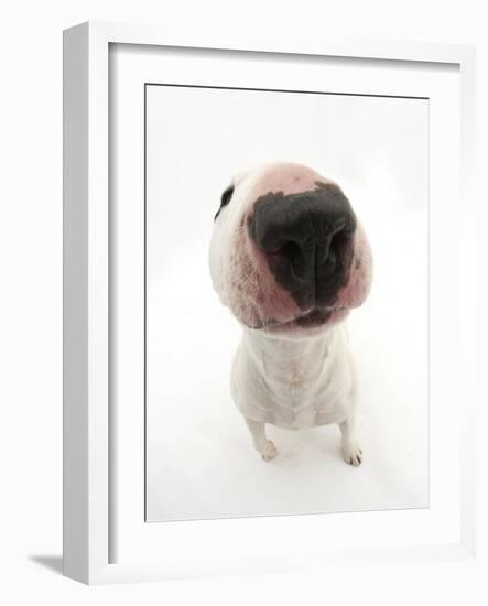 Miniature Bull Terrier Dog with Nose Close Up to Camera-Mark Taylor-Framed Photographic Print