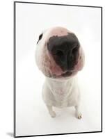 Miniature Bull Terrier Dog with Nose Close Up to Camera-Mark Taylor-Mounted Photographic Print