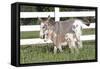 Miniature Donkey Mother with Foal in Green Pasture Grass, Middletown, Connecticut, USA-Lynn M^ Stone-Framed Stretched Canvas