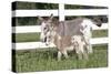 Miniature Donkey Mother with Foal in Green Pasture Grass, Middletown, Connecticut, USA-Lynn M^ Stone-Stretched Canvas